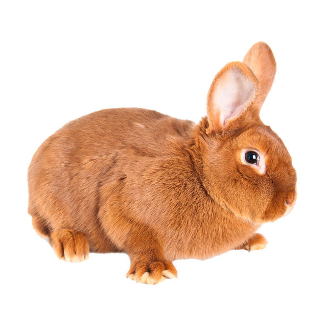 Looking for Purebred New Zealand Rabbits! in Small Animals for Rehoming in Sault Ste. Marie - Image 3