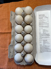 Duck Eggs for eating or for hatching 