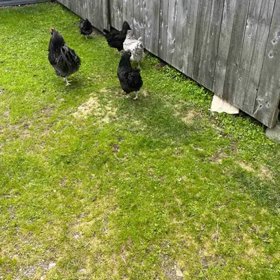 J’ai 5 poules à vendre , Ameraucana olive egger et Marans, (entre un an et un année et demie)100$le...