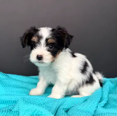 Papillon x Yorkie puppies, View more