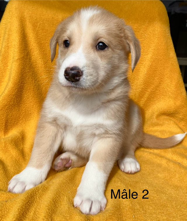 Chiots husky x labrador in Dogs & Puppies for Rehoming in Laval / North Shore - Image 2