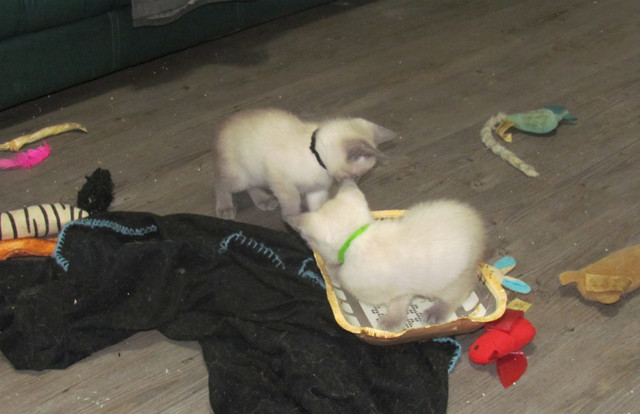 Blue Point Siamese Kittens in Cats & Kittens for Rehoming in Brantford - Image 2