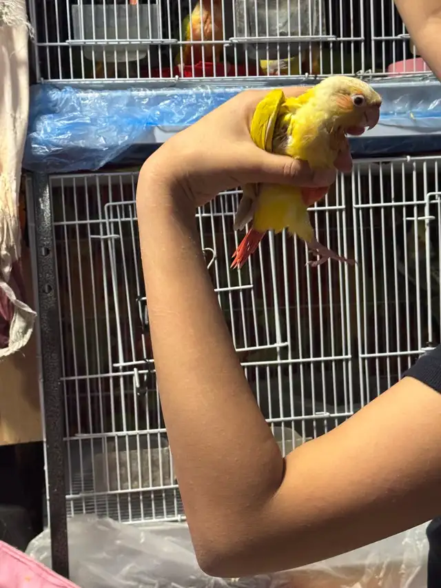 conure b in Birds for Rehoming in Mississauga / Peel Region - Image 6