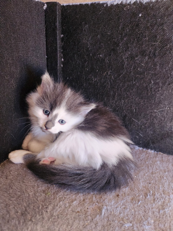 Adorable kittens for sale. in Cats & Kittens for Rehoming in Chilliwack - Image 4