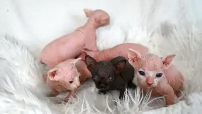Purebred Sphynx Kittens Available Soon!, View more