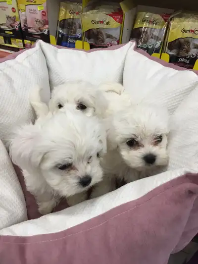 Maltese Terier purebread, View more