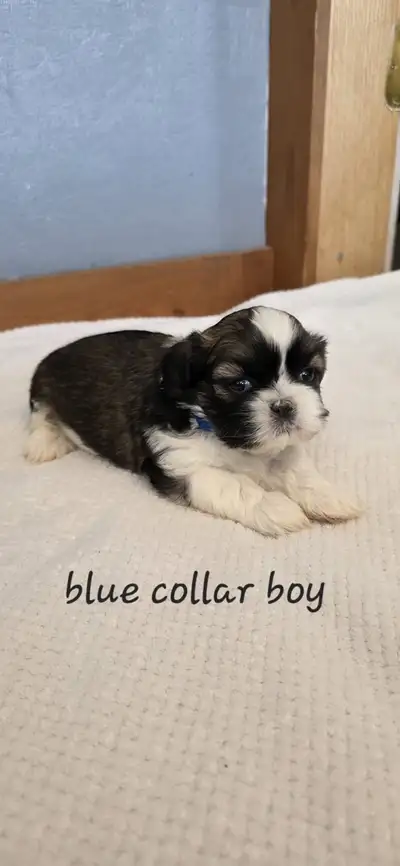 Shih Tzu Puppies ❤️, View more