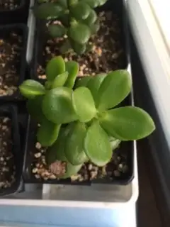 Bring beauty to your indoor space with these beautiful succulent plants in 3 1/2” pots. Super health...