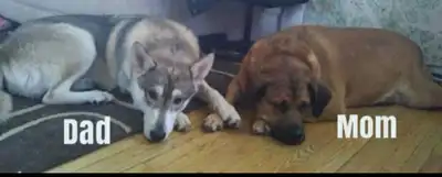 In the first photo is the runt of the litter Little Miss Cinnamon Bun and the largest female of the...