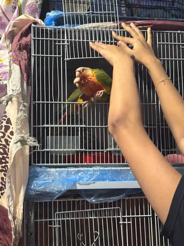 conure  friendly in Birds for Rehoming in Mississauga / Peel Region - Image 4