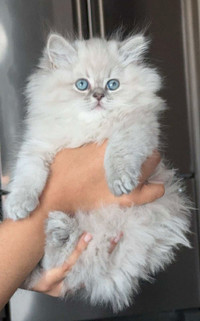 Weekend Special- Adorable British Longhair Kitten