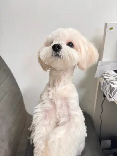 Two-year-old Maltipoo boy adoption, View more