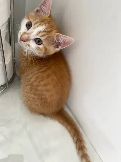 9 week old male orange kitten looking for a forever home , View more