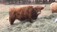 Bred highland cow