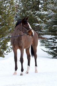 Stunning warmblood filly(sold)