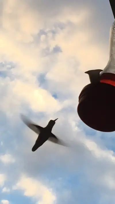 recherche œufs fécondé de canard Pékin, View more