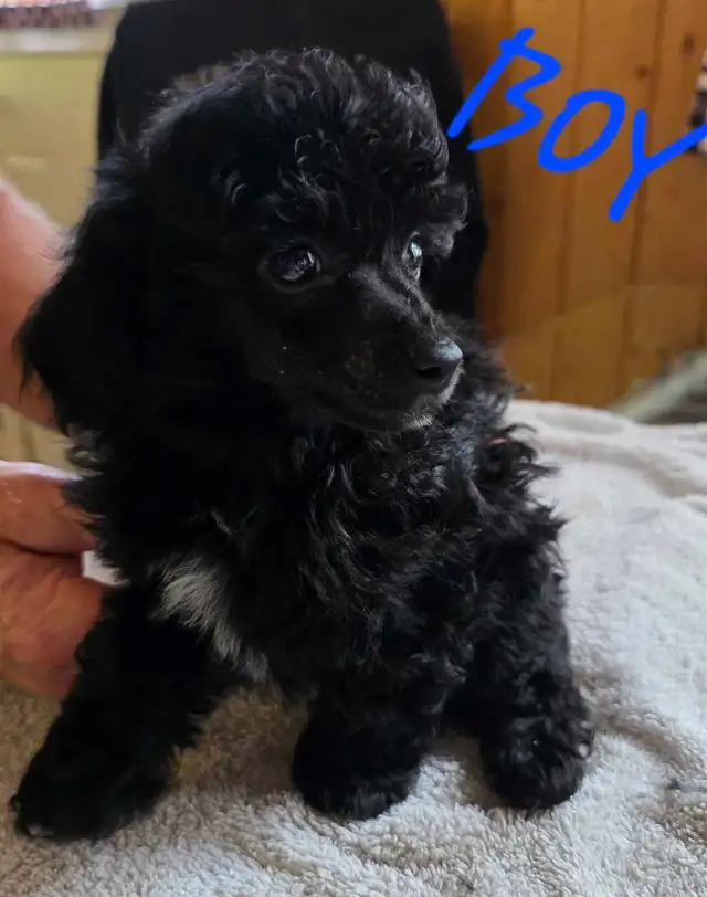GORGEOUS TINY TOY POODLE PUPS in Dogs & Puppies for Rehoming in Strathcona County - Image 3