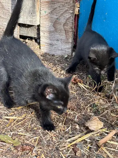 Adorable kittens, View more