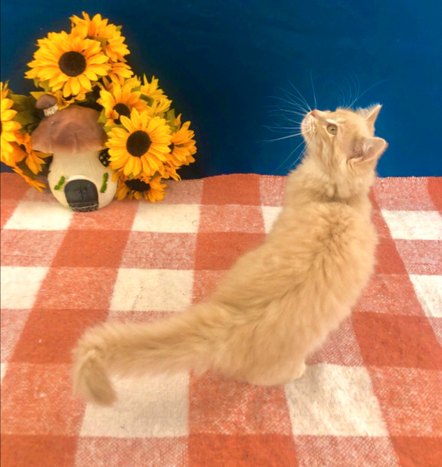 Orange Maine Coon Female in Cats & Kittens for Rehoming in Mississauga / Peel Region