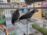 TAMED BABY AFRICAN GREY CONGO AVAILABLE AT CENTRAL PET TORONTO