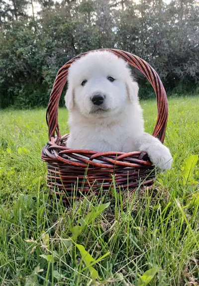 Great Pyrenees Puppies For Sale, View more