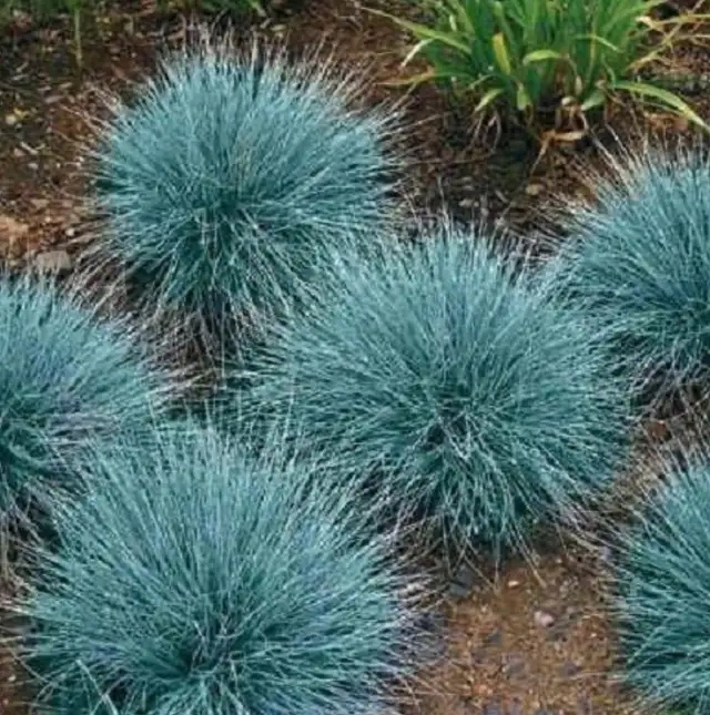 Blue Fescue Ornamental grass . Perennial. 30 seeds in Plants, Fertilizer & Soil in Oshawa / Durham Region - Image 4