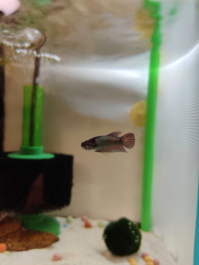 Young Female betta  in Other in Richmond