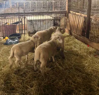 Healthy Ram Lambs, View more