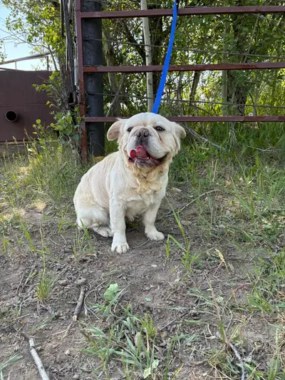 I recently moved from Ontario to Edmonton and brought my boy with me. Unfortunately he isn’t doing w...
