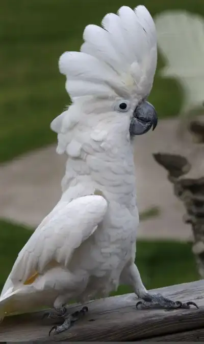 LF Umbrella/Mollucan Cackatoo, View more