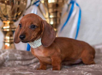 Short Hair Mini Dachshund Pup 