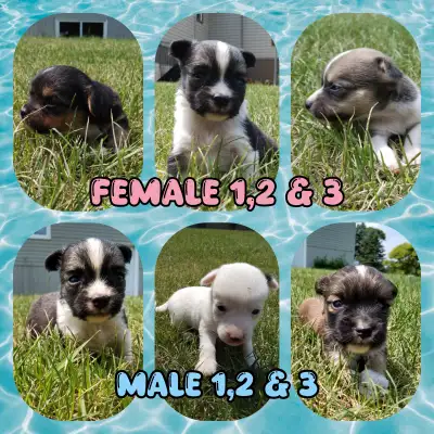 Adorable Chihuahua puppies, View more