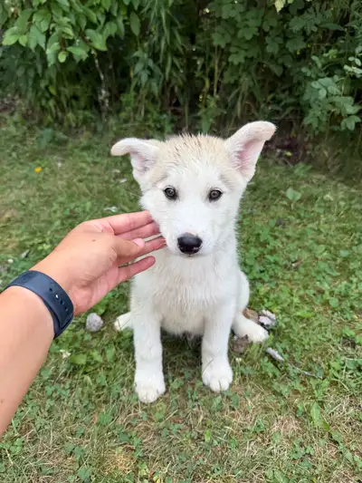 husky puppies , View more