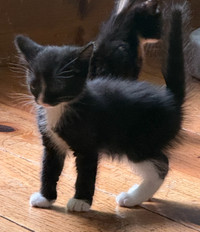 Chaton femelle 