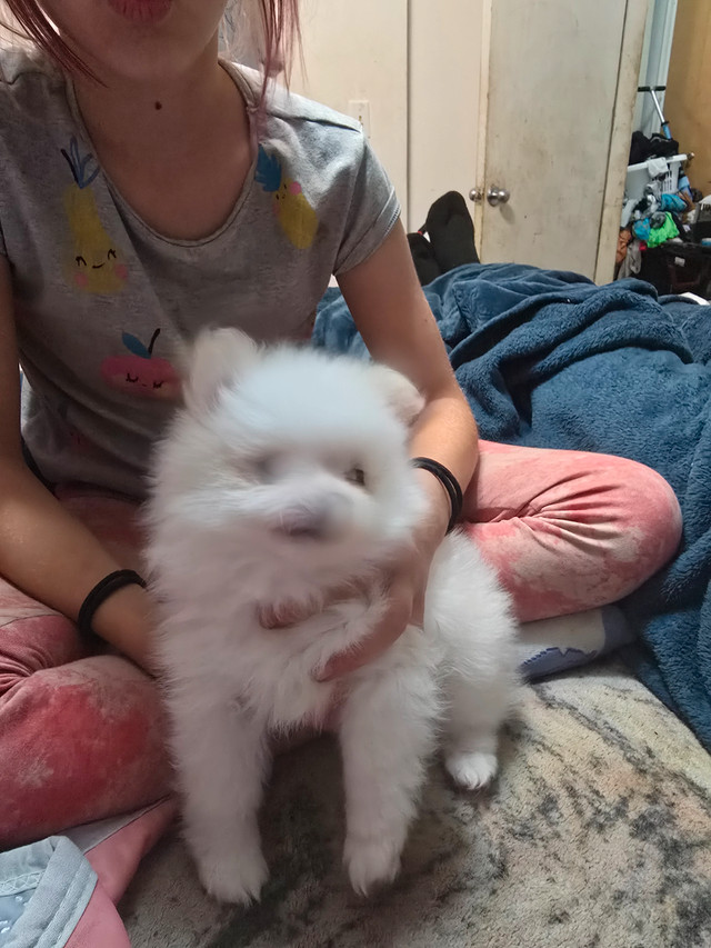 2 prebread pomeranian puppies  comes with their first shots..... in Dogs & Puppies for Rehoming in Lethbridge - Image 2