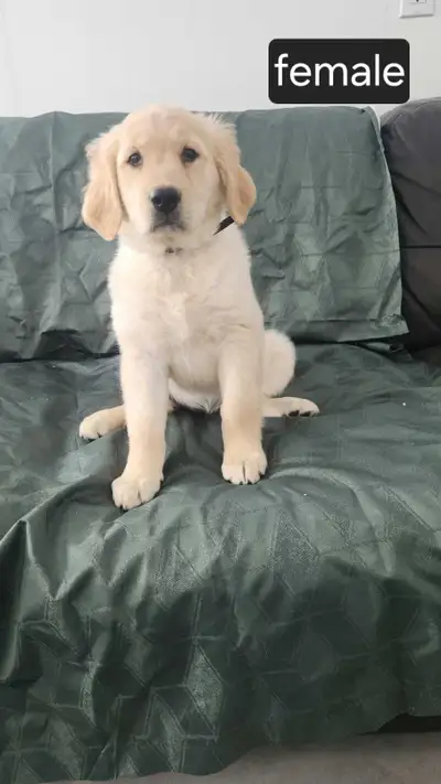 We have a litter of 8 purebred golden retriever puppies. Only two left! They are ready for their new...