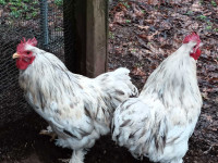 Three Purebred Cochin Roosters