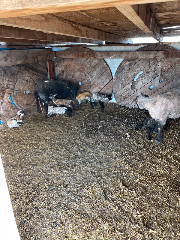 Baby lambs in Livestock in Moose Jaw