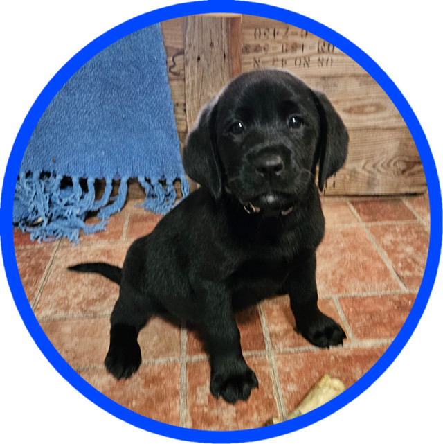 5 chiots Labrador mâles dans Chiens et chiots à adopter  à Drummondville - Image 2