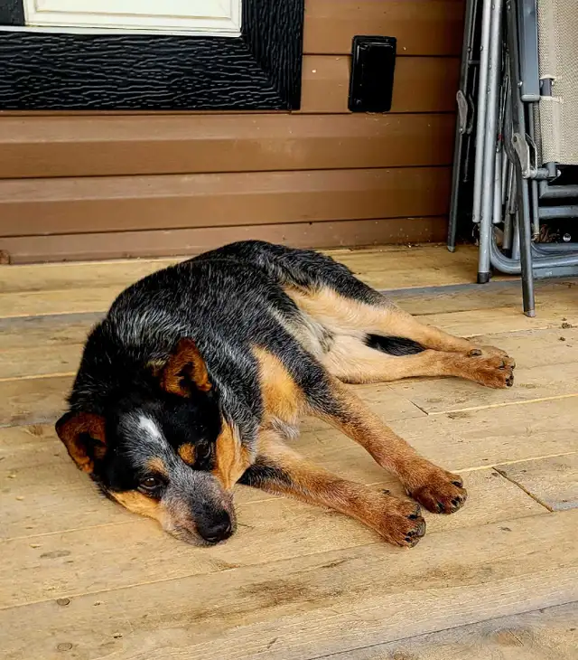 Amazing Purebred Australian cattle dog in Dogs & Puppies for Rehoming in Edmonton - Image 3