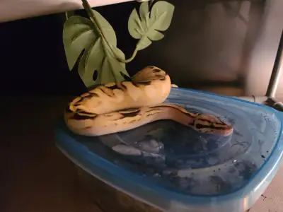Ball Python 4 ans male / Ball Python Snake 4 years male, View more