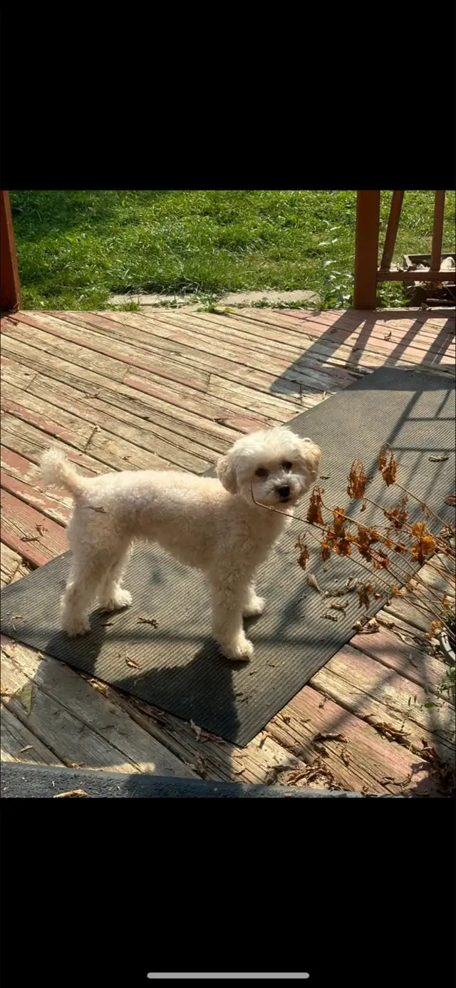 PENDING -will update when sold in Dogs & Puppies for Rehoming in City of Toronto - Image 7