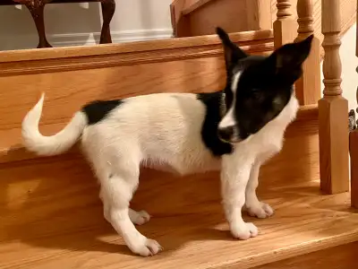 Adorable Mini Aussie x Puppies, View more