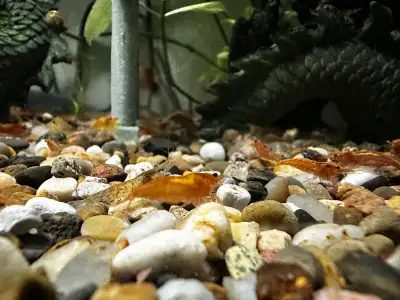 Shrimps for sale, View more