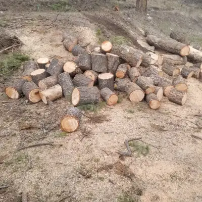 Free firewood, all cut up. Not split, View more