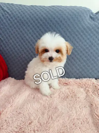 Toy Poodle Puppies (SOLD), View more