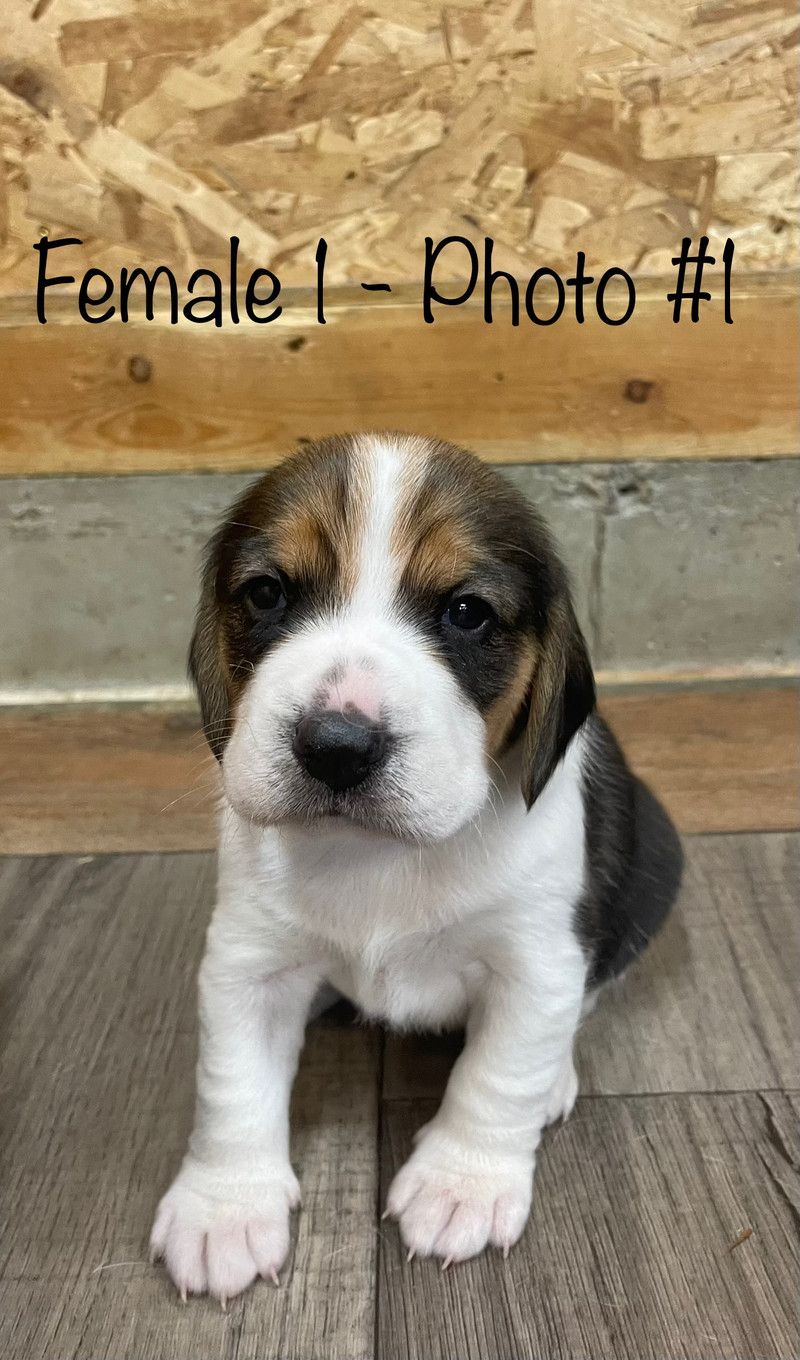 Beagle puppies (2 tricolour beagles and 2 rare lemon beagles) Dogs