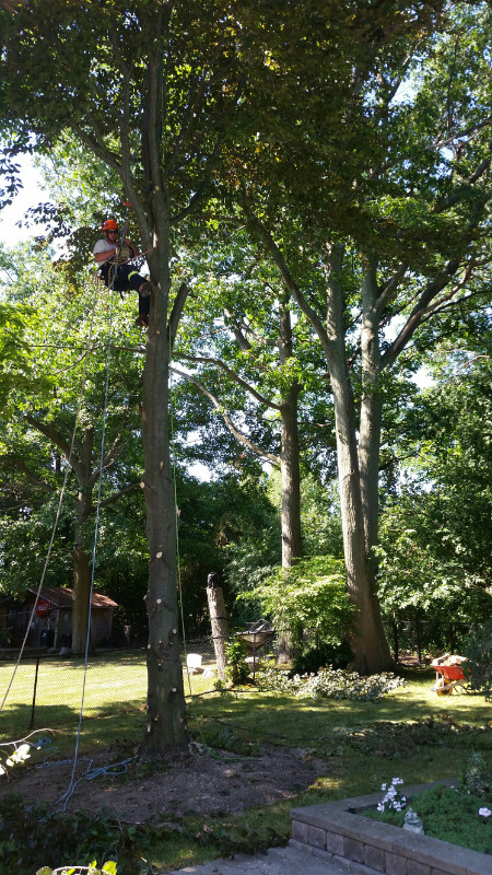 Affordable Tree, Hedge Trimming, Removal, Stumping Specialist in Lawn, Tree Maintenance & Eavestrough in Oshawa / Durham Region - Image 4