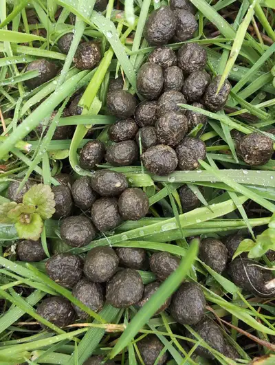 Excellent cold fertilizer for your garden and plants. Doesn’t need to be composted or cured and can...