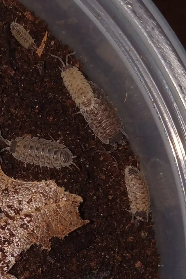 isopods available calgary SE in Other Pets for Rehoming in Calgary - Image 4